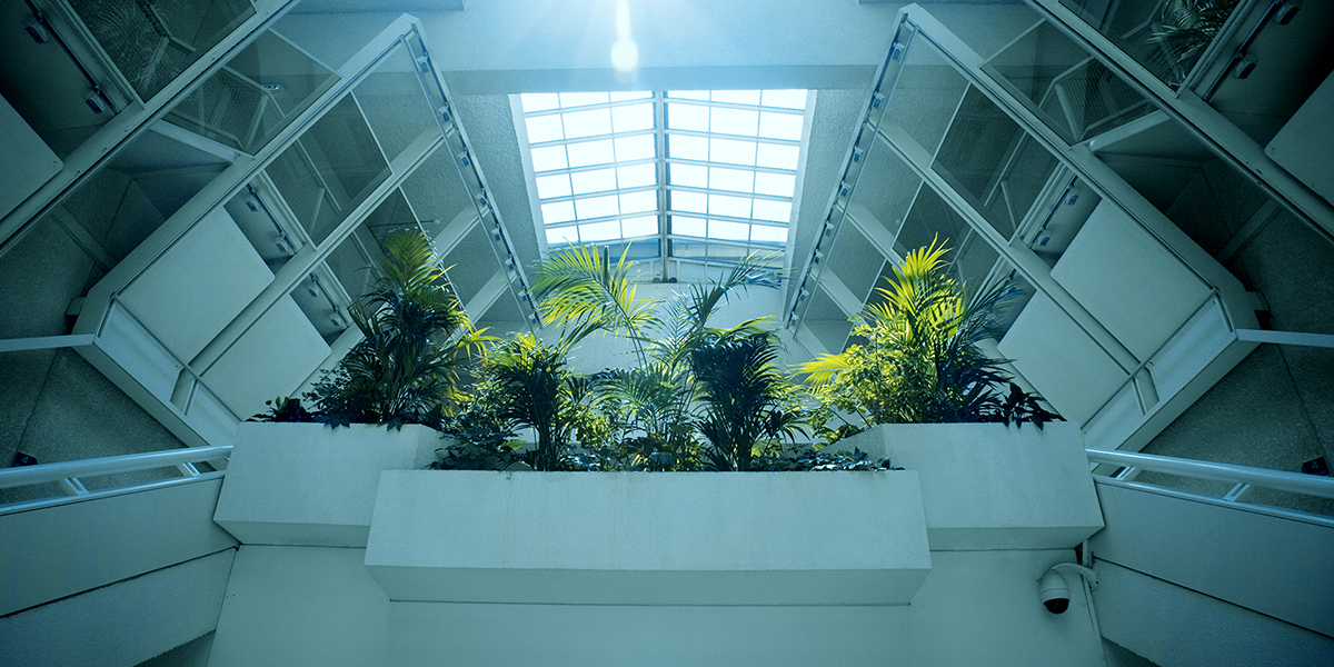 Plants in the atrium of a commercial building