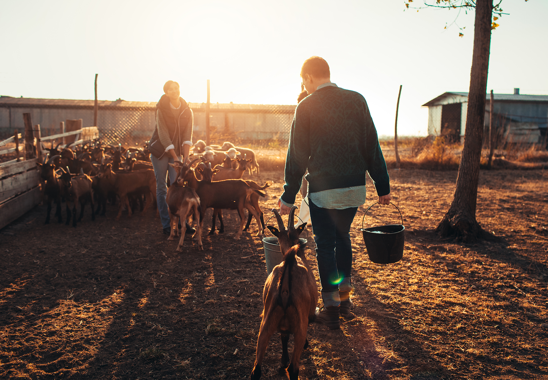 Person working on a rural goal farm