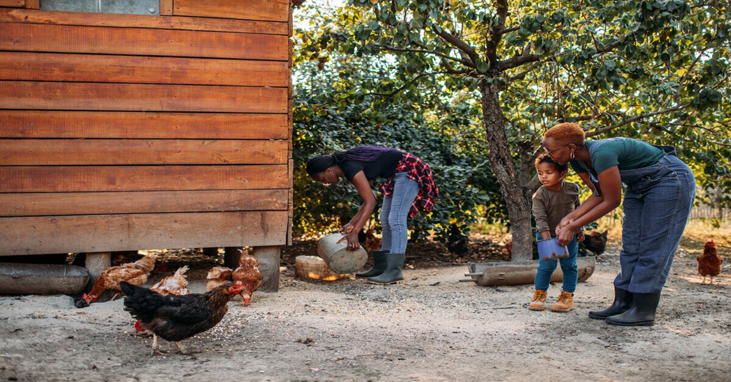 Photo of a family feeding chickens in their backyard