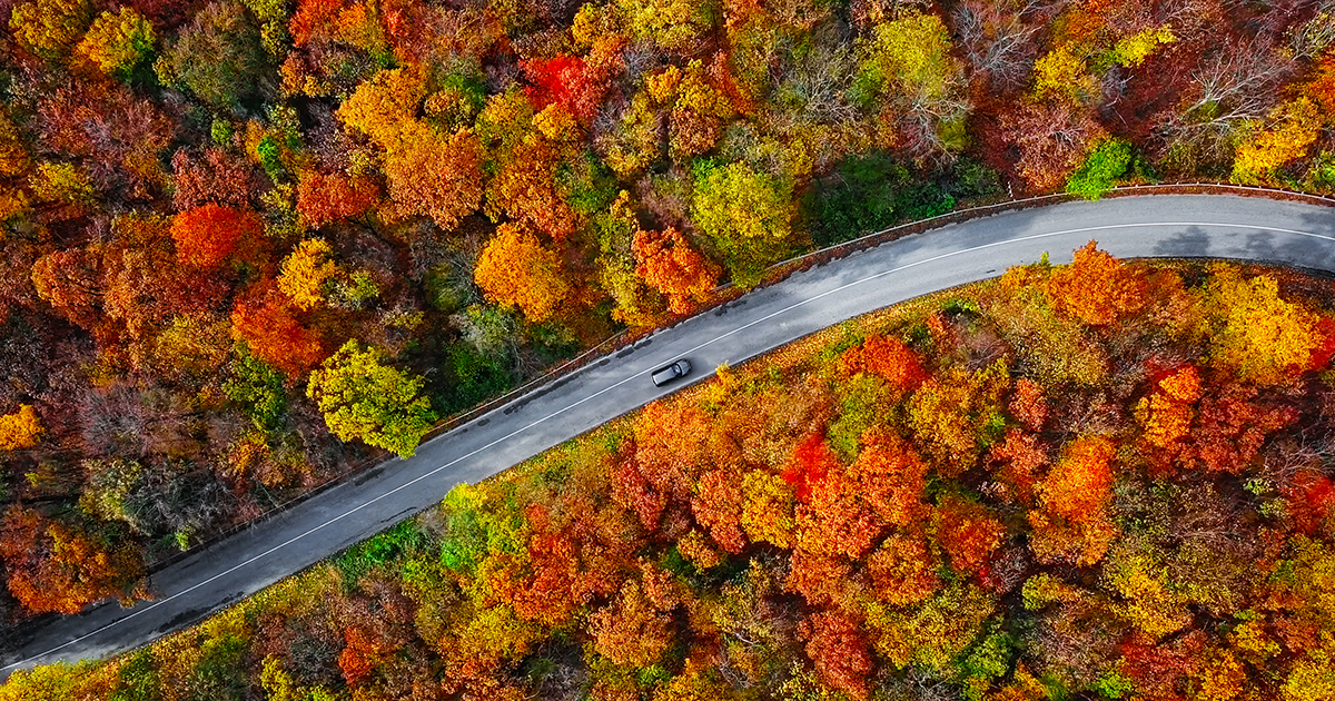 Overhead view of a car driving through fall foliage