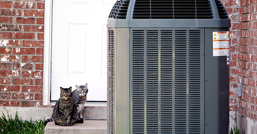 A heat pump in the foreground with dual cats in the background