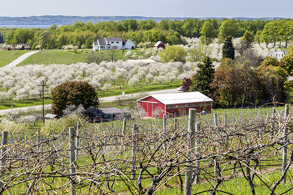 Cherry blossoms in Traverse City, Michigan