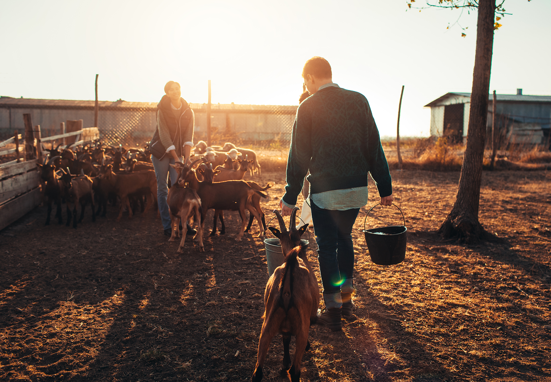 A rural goat farm