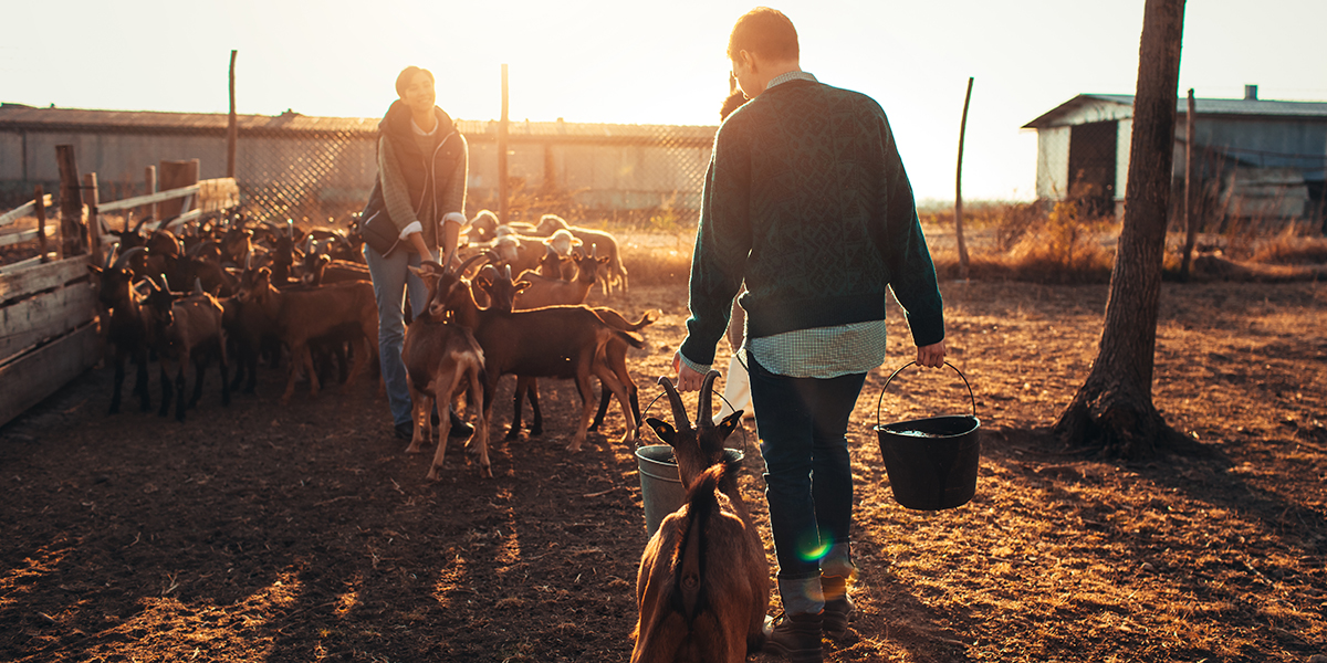 A rural goat farm