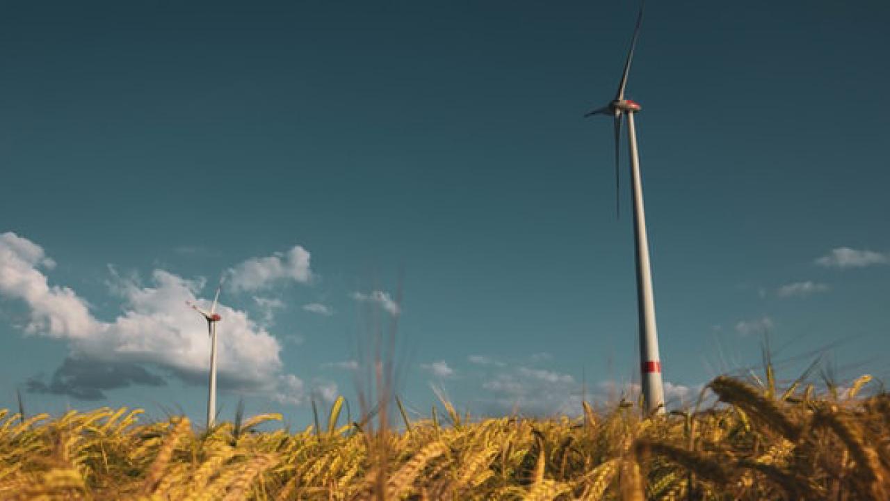 Wind turbines above a wheat field