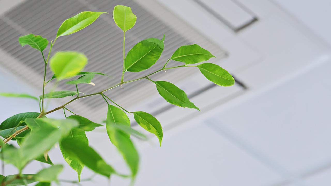ceiling vent in background with plant in foreground