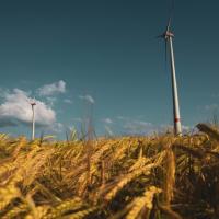 Wind turbines above a wheat field