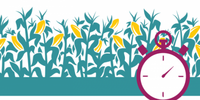 cornfield and stopwatch