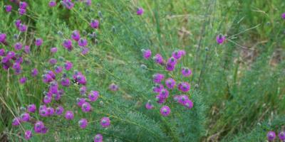 purple prairie clover